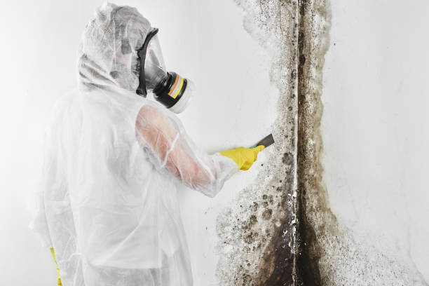 Best Mold Removal Company Near Me  in Fairplains, NC